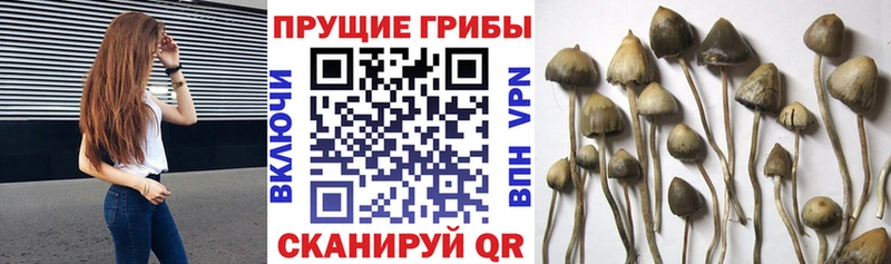 Галлюциногенные грибы GOLDEN TEACHER  как найти закладки  Харовск 